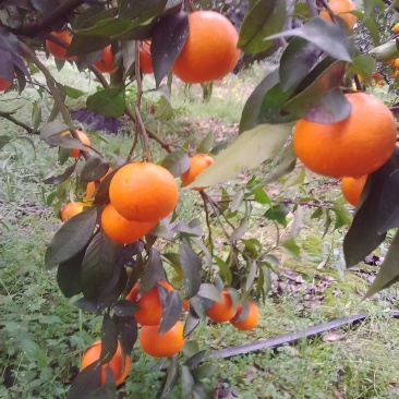 沃柑