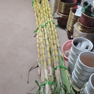 黄金甘蔗