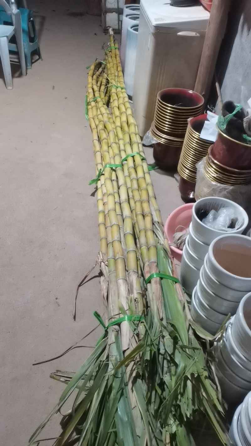 黄金甘蔗