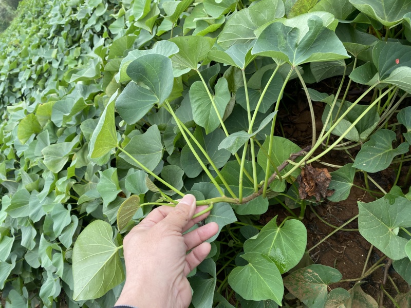 丝滑苗