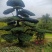 罗汉松，26公分，3m5高，冠幅3m2