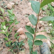 油茶树苗