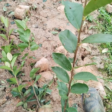 油茶树苗