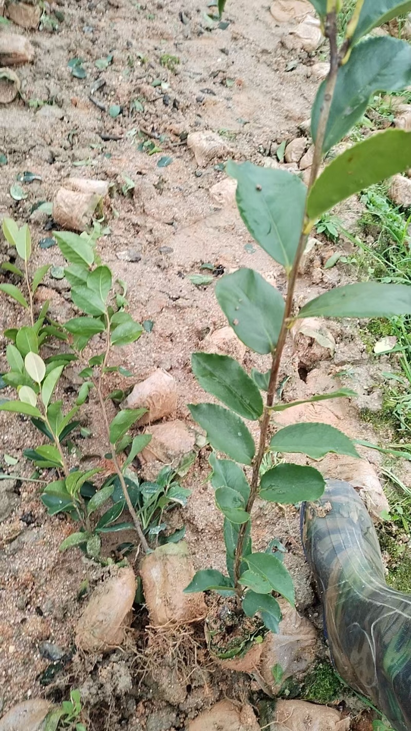 油茶树苗