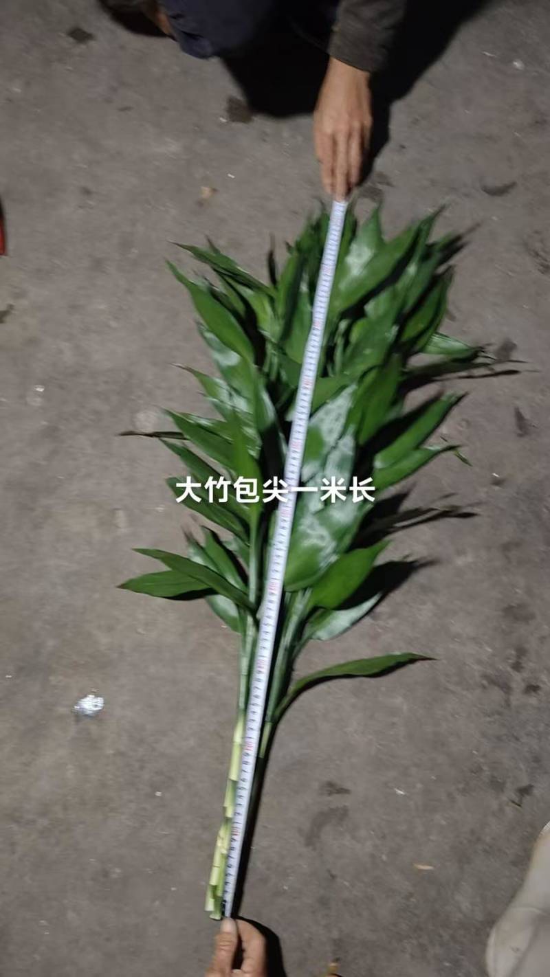海南富贵竹