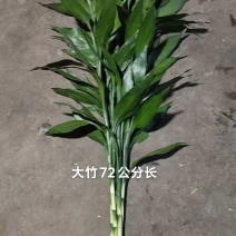 海南富贵竹