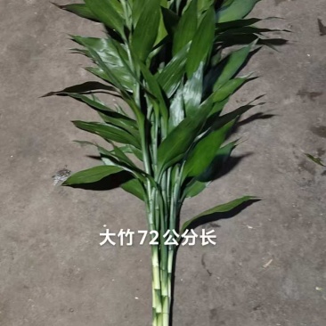 海南富贵竹