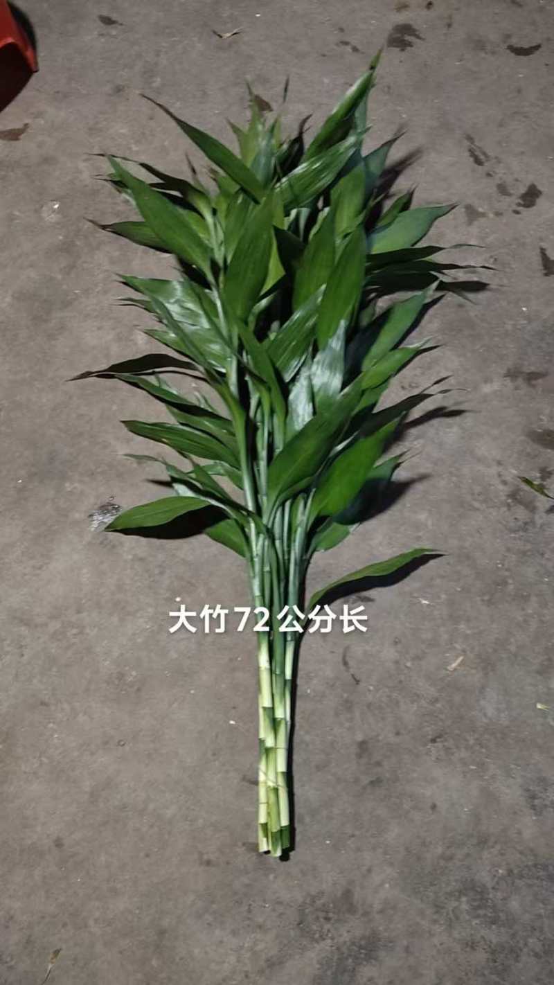 海南富贵竹