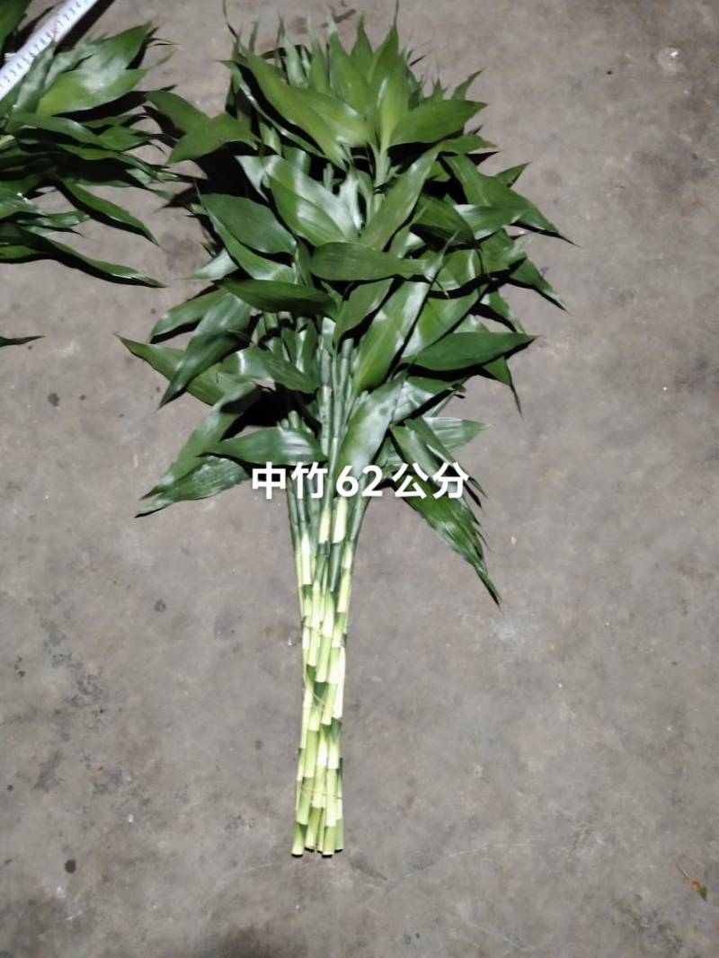 海南富贵竹