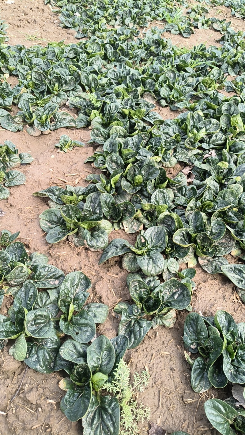 河南趴地菠菜