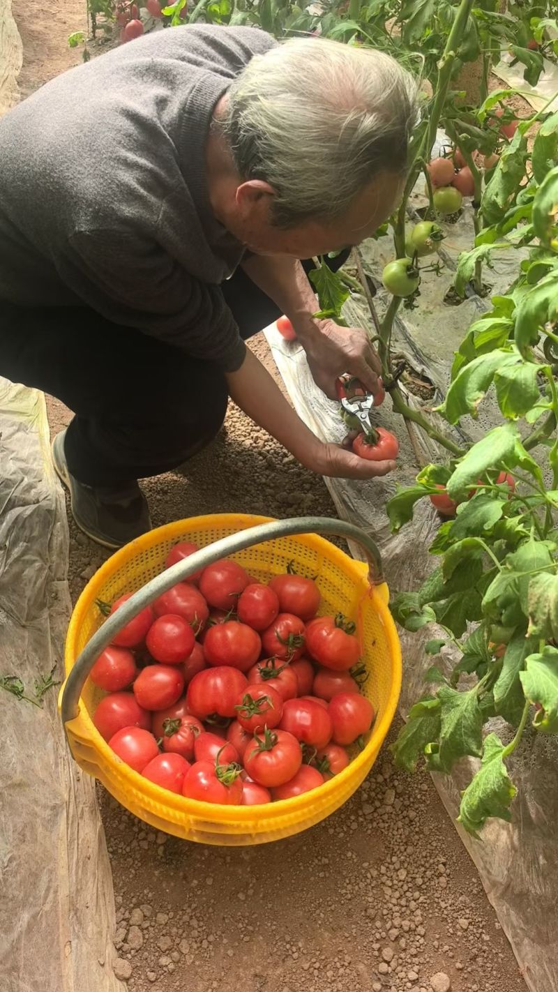 云阳普罗旺斯