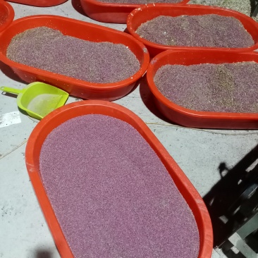 纯雪梨花粉，鸭梨花粉，原产地直发，，高活性，坐果率高，