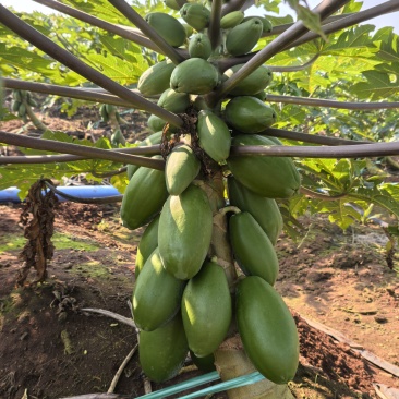 大青木瓜，70亩刚开摘，，，
