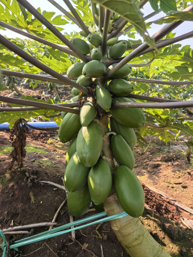 大青木瓜，70亩刚开摘，，，