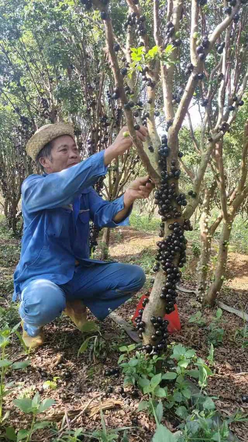 2008年沙巴嘉宝果