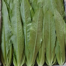 油麦菜