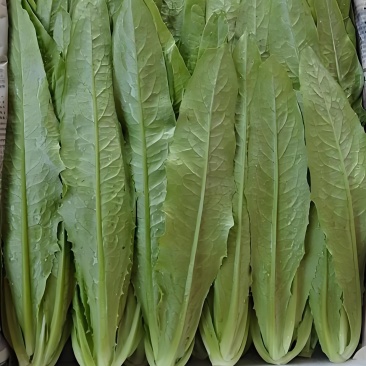油麦菜