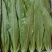 油麦菜