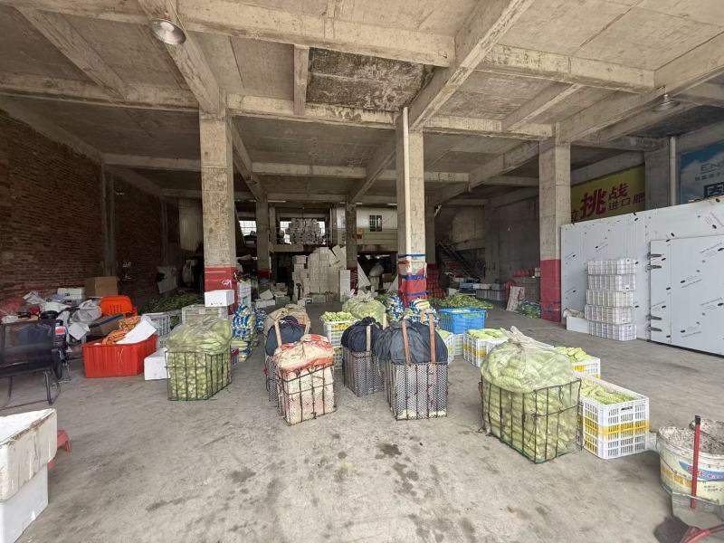 精品优质西红柿，一手资源质量保证，价格优