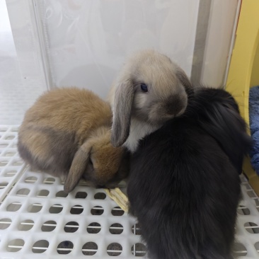 宠物兔幼兔