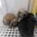 宠物兔幼兔