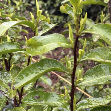 高山云雾茶
