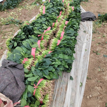 25到30公分大叶菠菜