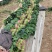25到30公分大叶菠菜