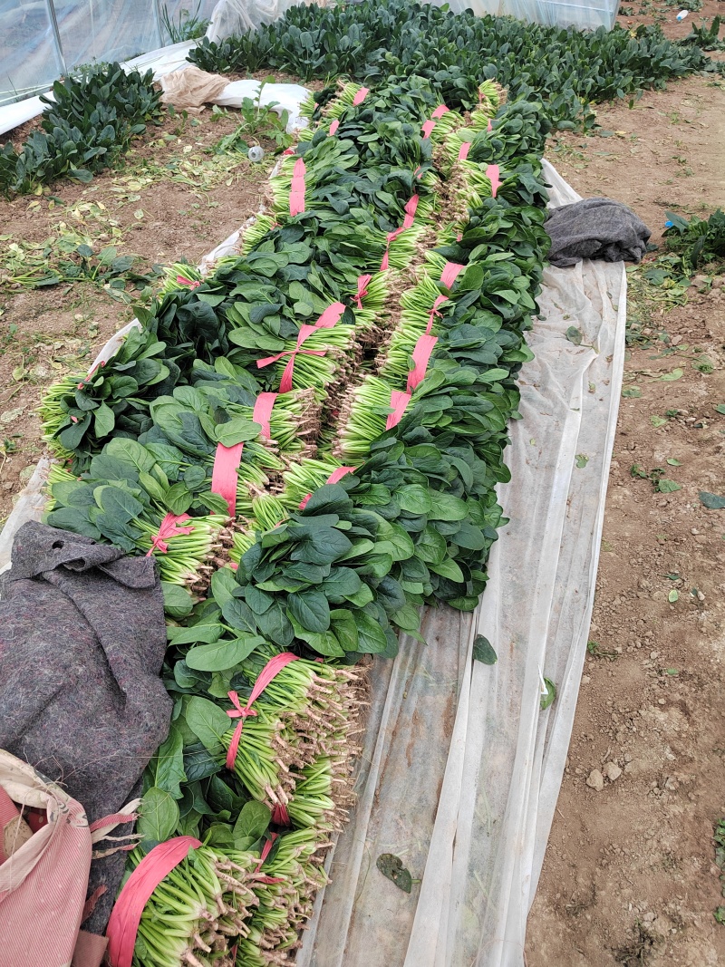 25到30公分大叶菠菜