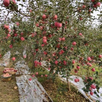 陕西苹果