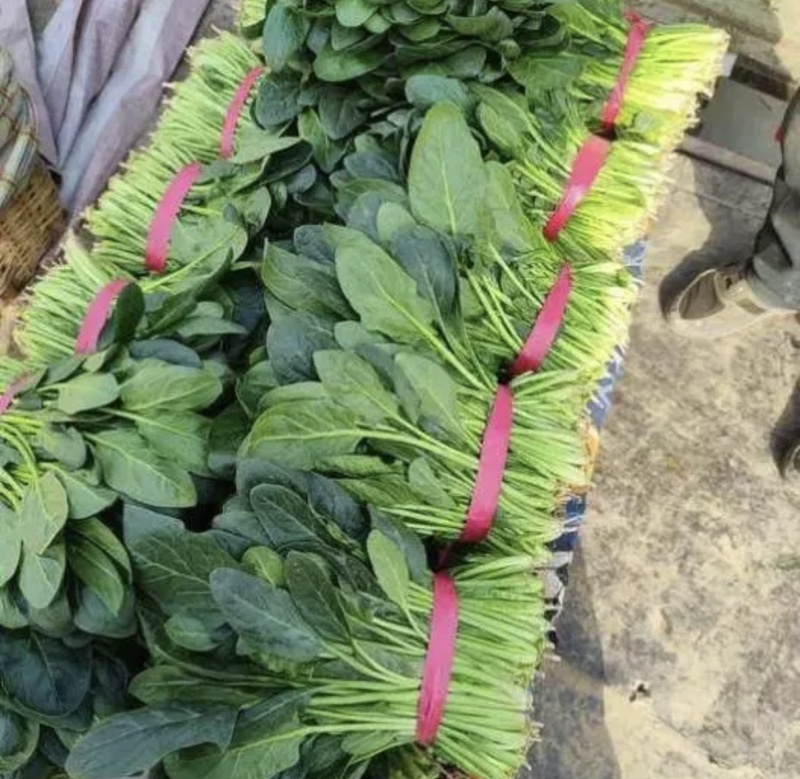 菠菜