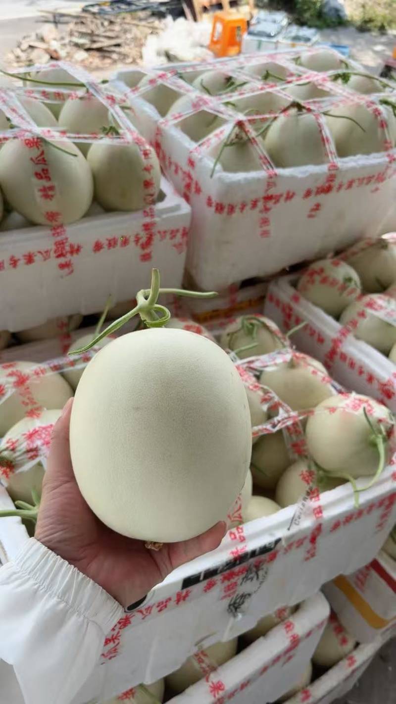 玉菇甜瓜。甜甜甜。蜜蜜蜜。好恰好恰。快来快来