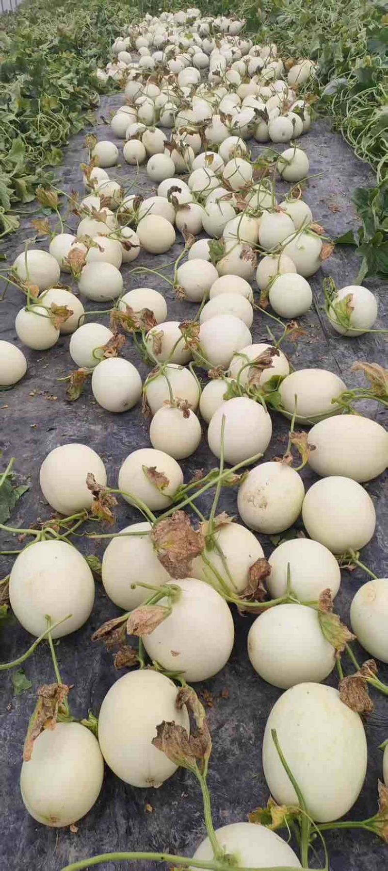 玉菇甜瓜。甜甜甜。蜜蜜蜜。好恰好恰。快来快来