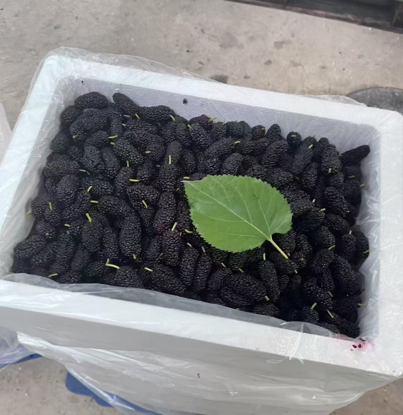 广东桑葚广东大黑桑汕头桑葚酸甜口感