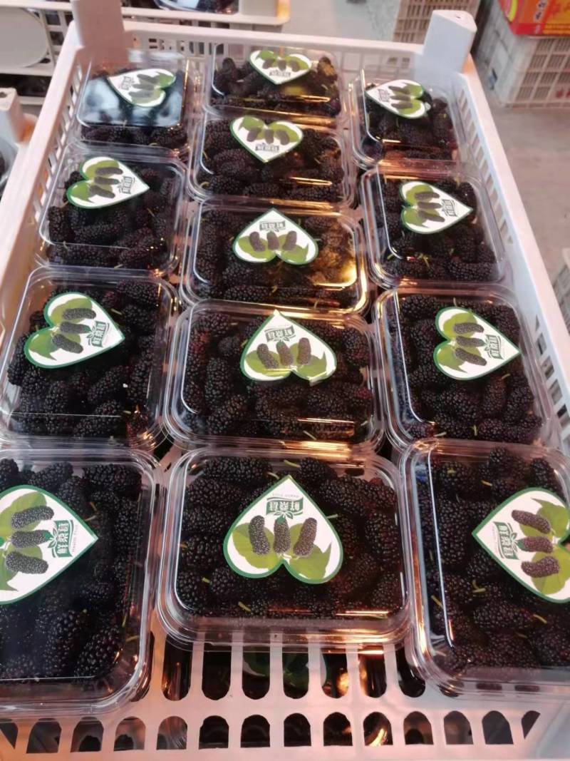 广东桑葚广东大黑桑汕头桑葚酸甜口感