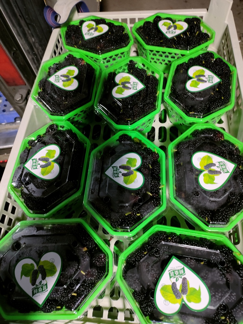 广东桑葚广东大黑桑汕头桑葚酸甜口感