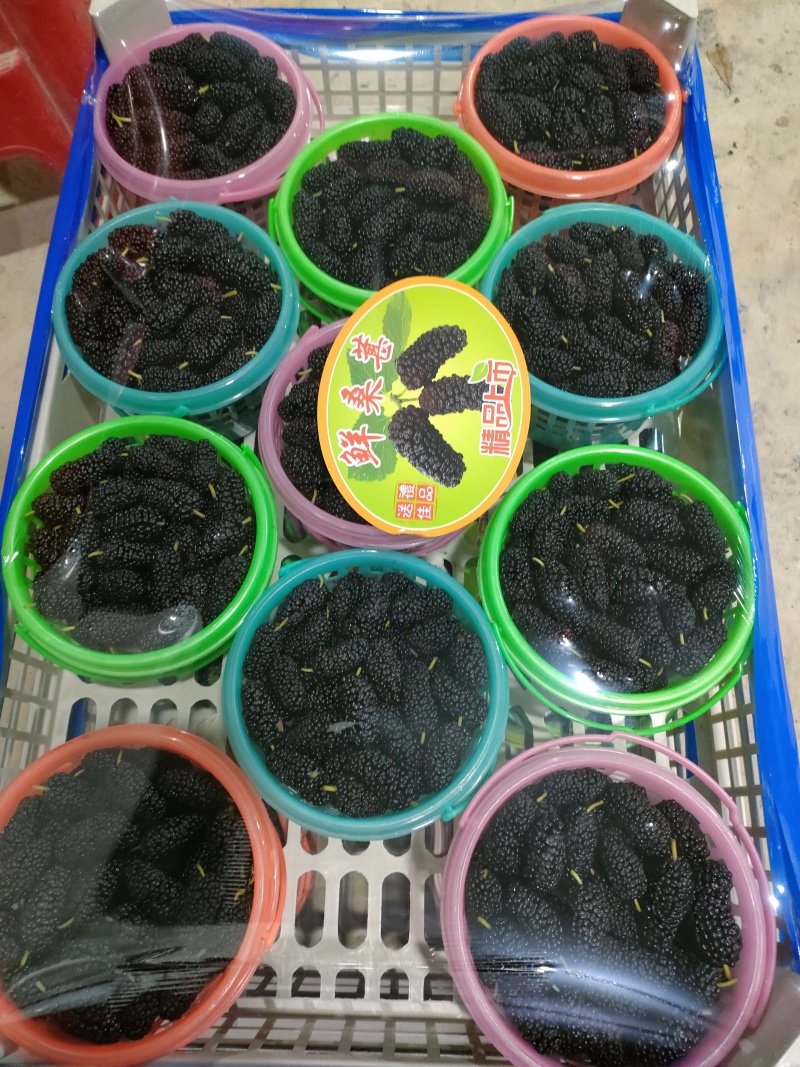 广东桑葚广东大黑桑汕头桑葚酸甜口感