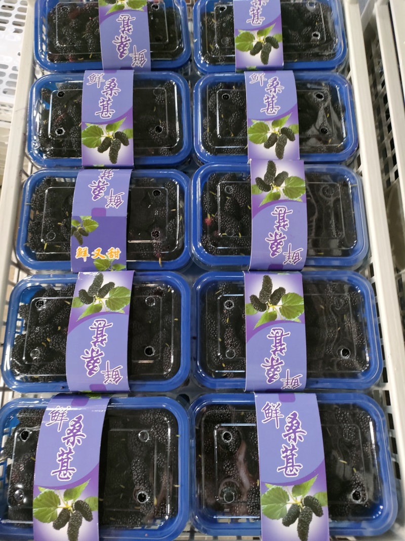 广东桑葚广东大黑桑汕头桑葚酸甜口感