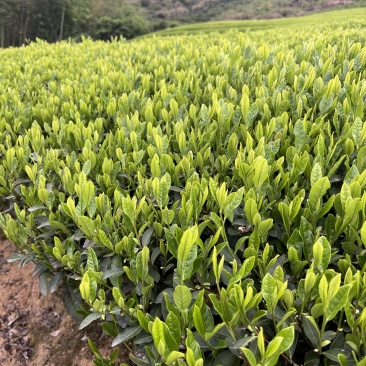 绿茶香茶