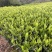 绿茶香茶