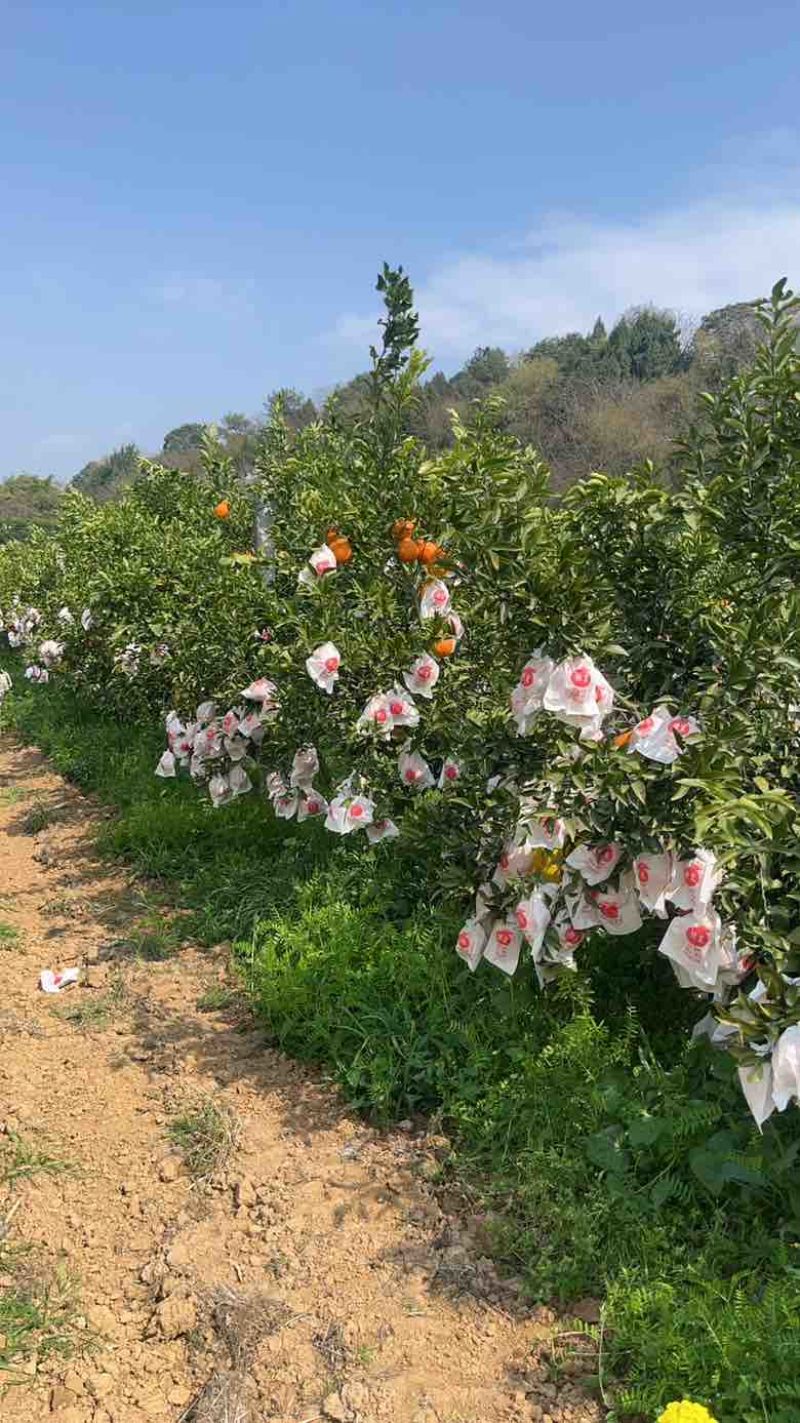 大雅耙耙柑4万斤硬度好口感好个头均匀