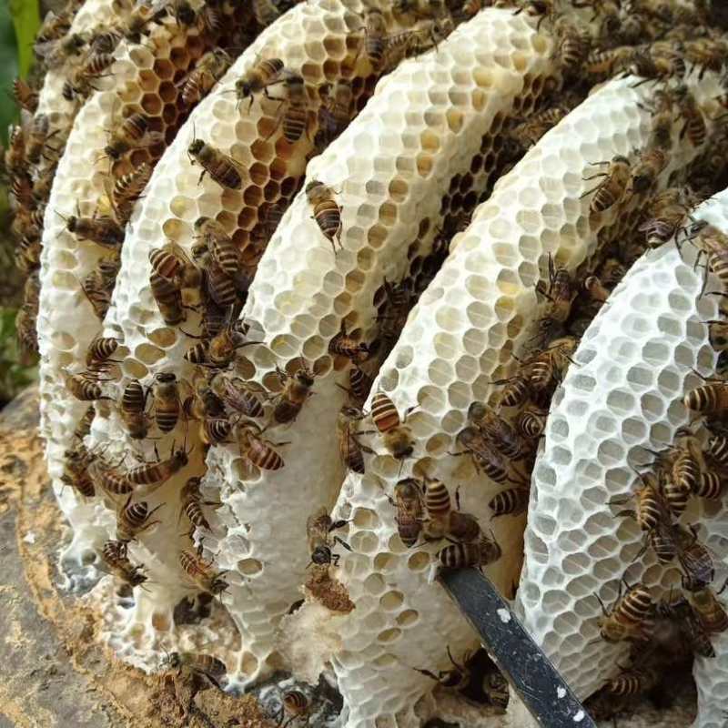 野生土蜂蜜