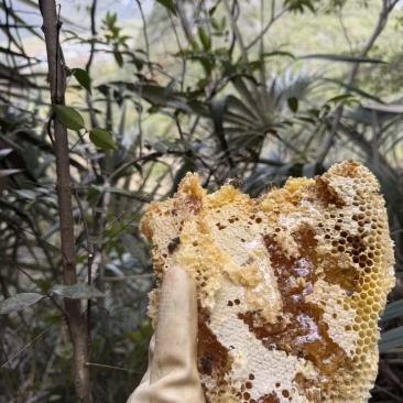 野生土蜂蜜