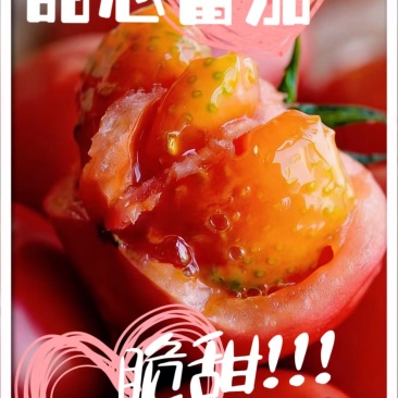 陕西渭南水果番茄甜芯果
