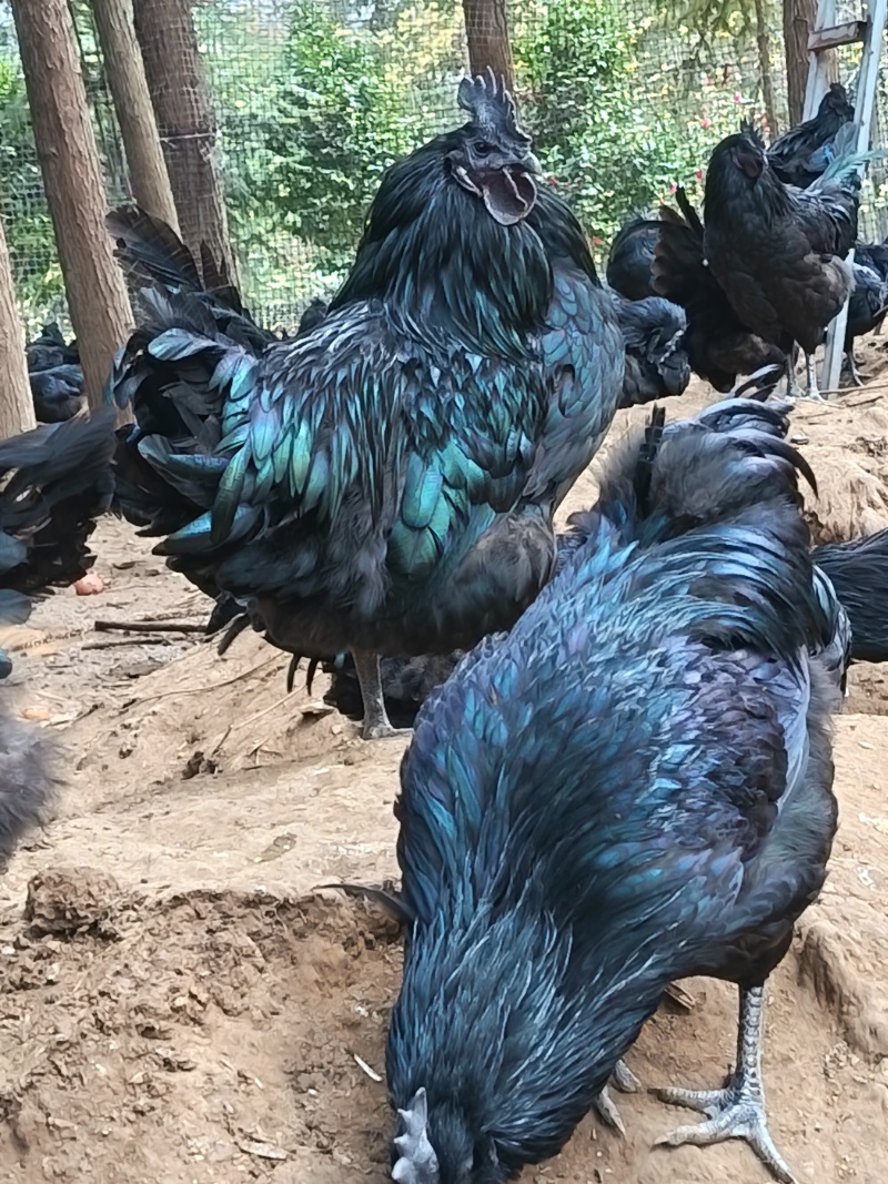 云南昭通盐津县乌骨鸡