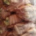 得绿168玉米