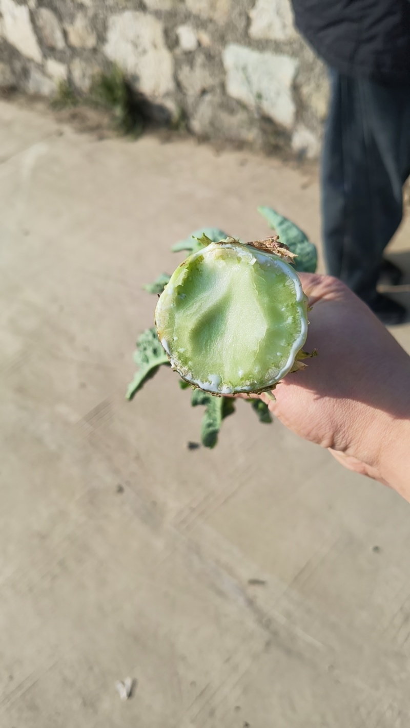 产地直销莴笋300吨3月20日起售
