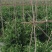 水果豌豆100亩产地直采3月20日起售