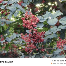 茂汶（茂县）花椒