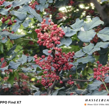 茂汶（茂县）花椒